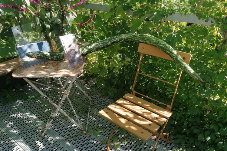 An den bis zu 10 m hohen Gerüsten für die einjährigen Kletterpflanzen wachsen auch meterlange Schlangenkürbisse.  Foto: Petra Schmitz