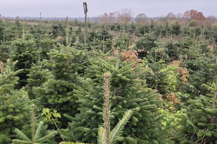 7-jährige Nordmanntannen vom Biohof. Foto: Thomas Dombeck