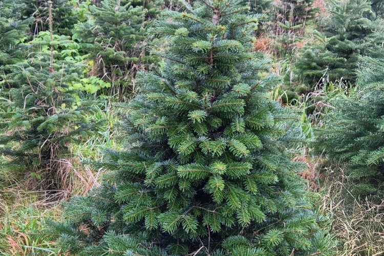 So soll er aussehen –der perfekte Weihnachtsbaum. Foto: Thomas Dombeck