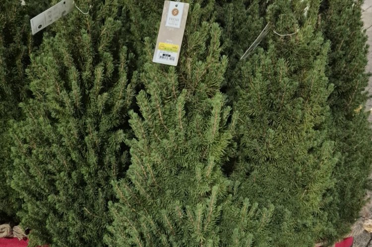 Zuckerhutfichten lassen sich auch im Topf halten. Foto: Thomas Dombeck