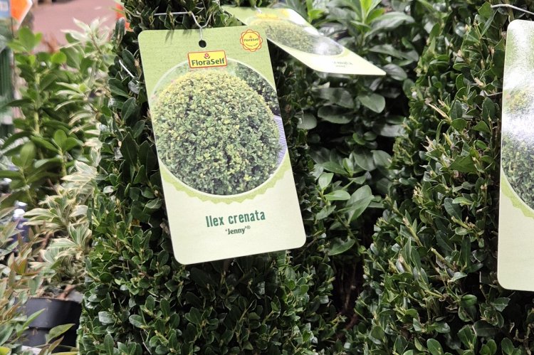 Zwerg-Stechpalme als Christbaum. Foto T. Dombeck