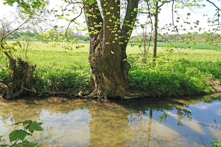 Die Weihung im Auwald an der Iller bei Wiblingen. Foto: Petra Schmitz