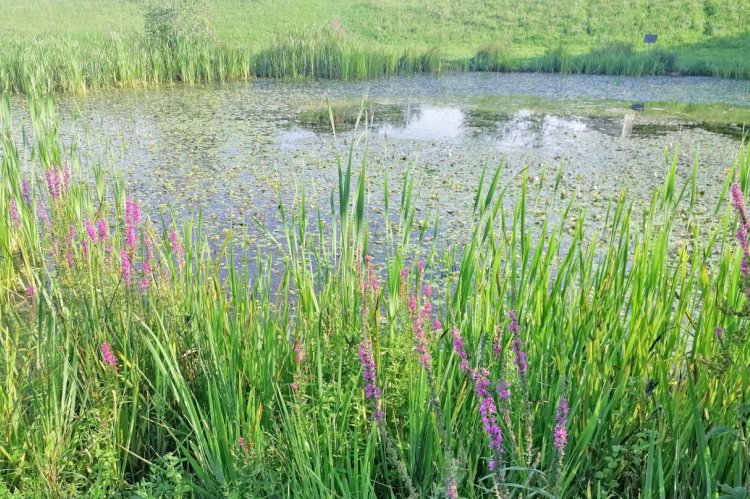 Der Froschteich im Botanischen Garten ist nicht nur ein idyllisches Plätzchen für  Menschen, sondern auch ein Lebensraum für Frösche, Insekten und Wasserpflanzen.  Foto: Petra Schmitz