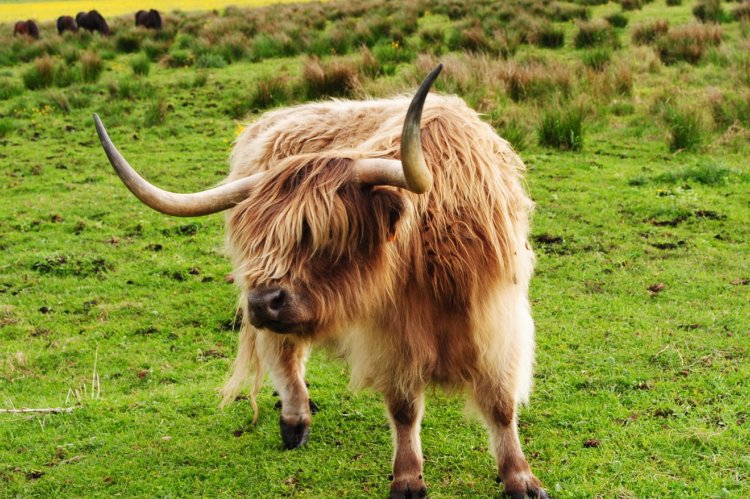 Die extensive Beweidung eignet sich hervorragend für die Offenhaltung und Pflege  feuchter Moorstandorte. Im Schwäbischen Donaumoos sorgt eine Herde schottischer  Hochlandrinder für die Landschaftspflege. Foto: Petra Schmitz