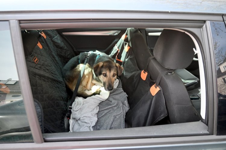 Hunde können sich nicht durch Schwitzen schützen und sind bei hohen Temperaturen im Auto sehr gefährdet. Foto: Stefan Loeffler