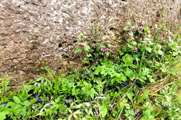 Vielfalt an der Wilhelmsburgmauer: Neben den leuchtend blauen Blütenkelchen  des Immergrüns sind hier unter anderem die Blätter von Giersch, Waldmeister und  Efeu sowie die blühende Taubnessel zu sehen. Foto: Petra Schmitz