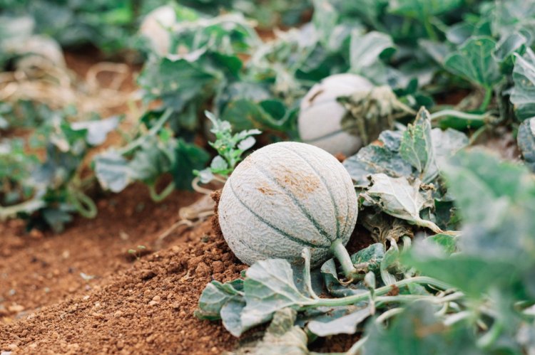 Melonen aus der Deutschland wachsen mittlerweile schon gut. In vielen Ländern mit Wassermangel können sie nur noch  schwer erzeugt werden.