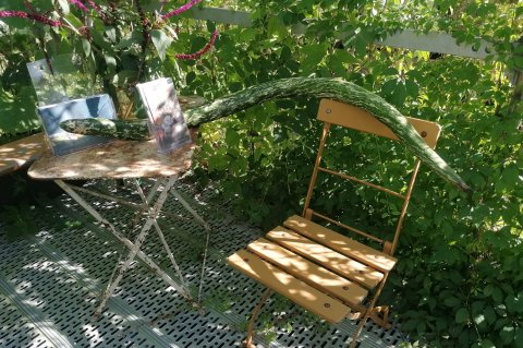 An den bis zu 10 m hohen Gerüsten für die einjährigen Kletterpflanzen wachsen auch meterlange Schlangenkürbisse.  Foto: Petra Schmitz