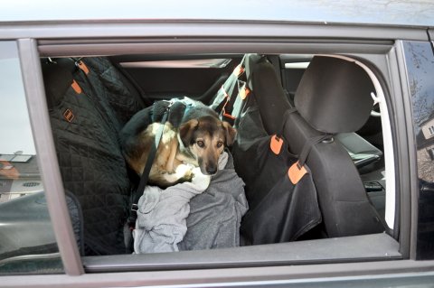 Hunde können sich nicht durch Schwitzen schützen und sind bei hohen Temperaturen im Auto sehr gefährdet. Foto: Stefan Loeffler