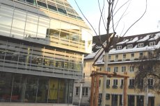 Auf dem Theodor-Pfizer-Platz erinnert ein Trompetenbaum an die ehemalige Stadträtin und Umweltschützerin Birgit Schäfer-Oelmayer. Foto: Stefan Loeffler 